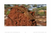 Varanus acanthurus. Photo by Jeff Lemm. › pdf › 2012-lizards.pdftheres, glyptodonts, many ungulates, saber-toothed cats, cave lions, cave bears, diprotodons, several marsupial