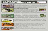 Wisconsin Bee Identification Guide...Wisconsin Bee Identification GuideWisconsin Bee Identification Guide Mining bees (Andrena sp.) Mining bees get their name from their behavior of