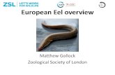 European Eel overview - CMS · European eel •2007 –Council Regulation (EC) No. 1100/2007 •2007 –CITES Appendix II listing •2010 –EU trade cessation •2013 –CMS Appendix