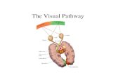 The Visual Pathway - hezy/cns/p5.pdf · PDF file The Visual Pathway: functional columns. The Visual Pathway: functional columns. The Visual pathway: Functional Columns. The Visual