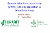 Genome(Wide(Associa9on(Study( (GWAS)((and(GBS(applica9on ...hpc.ilri.cgiar.org/beca/training/AdvancedBFX2015/BecA_Workshop_G… · Genome(Wide(Associa9on(Study((GWAS)((and(GBS(applica9on(in(Cereal(Crop(Plants(Definition