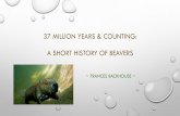 37 MILLION YEARS & COUNTING: A SHORT HISTORY OF BEAVERS · 2019-12-23 · beaver pelts in North America (by decade) From: ... were originally engineered by beavers. Eliminating beavers