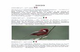 2020 › wp-content › uploads › 2020 › 02 › 1...2020/02/01  · 2020 JANUARY 4 TH – 12 , 2020 [Birding Tour] DOMINICAN REPUBLIC (HISPANIOLA) - 'Caribbean's Best Birding'