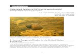 Channeled Applesnail (Pomacea canaliculata€¦ · Channeled Applesnail (Pomacea canaliculata) Ecological Risk Screening Summary U.S. Fish & Wildlife Service, November 2016 ... mm