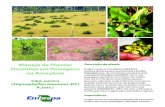 Manejo de Plantas Daninhas em Pastagens · 2017-03-09 · Manejo de Plantas Daninhas em Pastagens na Amazônia Cipó-cururu (Stigmaphyllon sinuatum (DC) A.Juss.) Descrição da planta