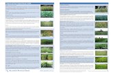 Tropical and Sub-Tropical Grasses Guide - The Web Console · Tropical and Sub-Tropical Grasses Guide Buffel (Cenchrus ciliaris) Buffel Grass is a deep-rooting, summer growing, erect