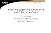 Insect Management in Pumpkins and Other Vine Crops · Insect Management in Pumpkins and Other Vine Crops Rick Foster Department of Entomology Purdue University. Pumpkin Pests Pest