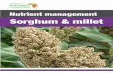 Nutrient management Sorghum & millet - · PDF file 2017-03-09 · Sorghum and millet nutrient management Both sorghum and millet do better in poor soils than maize. Even without fertilizer