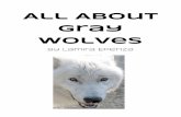 All About Gray Wolves - turtleslearning.weebly.comturtleslearning.weebly.com/uploads/8/5/8/4/... · Ch.1: All About a Grey Wolves Body I’m researching about wolves. Thi s chapter