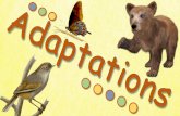 What is an adaptation? - Chino Valley Unified School District€¦ · What is an adaptation? An adaptation is a physical or behavioral characteristic that has ... survive in its environment.