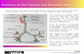 Anatomy of the Trachea and Bronchial Tree€¦ · Anatomy of the Trachea and Bronchial Tree Learning Points Larynx, Trachea and Bronchial Tree ... lobe of the lung. The right lung