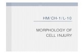 HM/CH-1/L-10 MORPHOLOGY OF CELL INJURY lectures/Pathology/HM_CH1_L10.pdf · MORPHOLOGIC FORMS OF CELL INJURY MECHANISMS 1. Reversible cell injury 2. Deranged cell metabolism 3. Irreversible