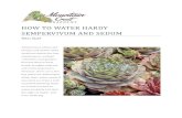 HOW TO WATER HARDY SEMPERVIVUM AND SEDUM...cover at least a foot above the plants to ensure they get airflow. This is especially important for the webbed, tufted, and velvety varieties