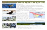 RUSTY BLACKBIRDS Fact Sheet_Mar2015.pdf · Rusty Blackbirds, or “Rusties,” soon earned the unfortunate distinction of being one of the most steeply declining landbirds in North