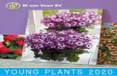 YOUNG PLANTS 2020...YOUNG PLANTS 2020 • M van VEEN BV • 03 BACOPA SUTERA SCOPIA color flower Compact White (P) white small < Double Indigo (P) blue filled Double Lavender (P) lavender