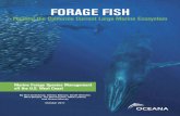 FORAGE FISH - Oceana€¦ · FORAGE FISH Feeding the California Current Large Marine Ecosystem By Ben Enticknap, Ashley Blacow, Geoff Shester, Whit Sheard, Jon Warrenchuk, Mike LeVine,