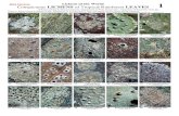 WEB Conspicuous VERSION LICHENS Lichens of the World of ... · PDF file Conspicuous LICHENS of Tropical Rainforest LEAVES 1 Robert Lücking & Marcela Cáceres, Department of Plant