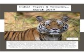 India! Tigers & Temples… March 2019 … · of the Pink City of Jaipur. Spend Three Overnights at Trident, Jaipur. Accommodation is in a Superior Garden View Room with ensuite facilities.