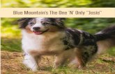 Blue Mountain’s The One ‘N’ Only “Josie”€¦ · Blue Mountain’s The One ‘N’ Only “Josie” Blue Mountain’s The One ‘N’ Only “Josie” Hip / Ellbow (HD &