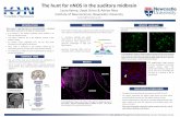 The hunt for nNOS in the auditory midbrainresearch.ncl.ac.uk/expeditionresearchscholarships/postergalleries... · Laura Kenny, Llwyd Orton & Adrian Rees Institute of Neuroscience,