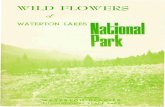 WILD FLOWERS - Parks Cana · PDF file WILD FLOWERS of WATERTON LAKES Canadian Section WATERTON-GLACIER INTERNATIONAL PEACE PARK Had . THE WILDFLCWERS OF WATERTON LAKES NATIONAL PARK
