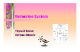 Endocrine System - · PDF file Endocrine glands • Endocrine glands are specialized cluster of cells that secrete hormones. – Secreted hormones go directly into the blood stream
