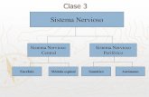 Clase 3 Sistema Nervioso - · PDF file Sistema Nervioso Sistema Nervioso Central Sistema Nervioso Periférico Encéfalo Médula espinal Somático Autónomo Clase 3. SISTEMA NERVIOSO