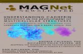 WINTER 2008 MAGNet - Columbia University...identifying the biomolecular pathways underlying synaptic connectivity in nematode c. elegans magnet center tools – pulling everything