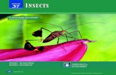 CHAPTER 37 INSECTS · Entomologists classify insects into more than 25 orders based on characteristics such as the structure of mouthparts, number of wings, and type of development.
