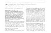 Expression oftheNontransmembrane Tyrosine Phosphatase Gene ...cgd.aacrjournals.org/cgi/reprint/4/10/849.pdf · Expression oftheNontransmembrane Tyrosine Phosphatase Gene erpduringMouse