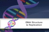 DNA Structure & Replication - WordPress.com · Enzymes in DNA Replication • The principle enzyme involved in DNA replication is called DNA polymerase. • It attaches (or polymerizes)