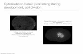 Cytoskeleton-based positioning during development, cell ...€¦ · Cytoskeleton-based positioning during development, cell division C elegans fertilization - pronuclei migration