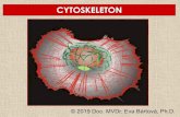 CYTOSKELETON - VFUcytoskeleton microtubules actin filaments molecular motor kinezin, dynein myosin I, II movement - intracellular - flagellar - cilliar - mitosis (mitotic spindle)