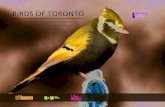 A GUIDE TO THEIR REMARKABLE WORLD - Toronto Bird Celebrationtorontobirdcelebration.ca/wp-content/uploads/2020/04/Birds-of-Toro… · A GUIDE TO THEIR REMARKABLE WORLD. WINNER. OALA