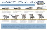 Wait Til 8 Poster - Greenville County · 2016-09-13 · Did you know that a kitten can be spayed or neutered and vaccinated at 8 weeks old? It can be tricky to tell a kitten’s age