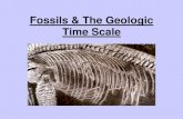 Fossils & The Geologic Time Scalencc-1701d.weebly.com/uploads/8/3/7/1/83718180/fossils_notes.pdf · Paleozoic Era • Cambrian period-Sponges, snails, clams and worms evolve • Ordovician