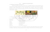 II. TINJAUAN PUSTAKA 1.1 Krokot (Portulaca oleracea L.) II.pdf · PDF file ramuan obat penting bagi pengobatan demam, gangguan perempuan, sakit perut, wasir, dan untuk penyembuhan