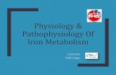 Physiology & Pathophysiology Of Iron Metabolism€¦ · Physiology & Pathophysiology Of Iron Metabolism A JASPERS CHU Liège. Iron metabolism Swinkels, Clin Chem 2006. Hepcidin Andrews,