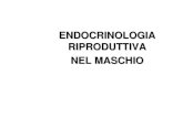Endocrinologia della riproduzione nel maschio€¦ · Endocrinologia riproduttiva del maschio Una normale spermatogenesi dipende dal corretto funzionamento dell’asse ipotalamo-