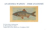 ΑΝΑΤΟΜΙΑ ΨΑΡΙΟΥ– FISH ANATOMY · Osteichthyes Actinopterygii. 16 Ταξινμηση (Fall, 2001) Gnathostomata 1Elasmobranchii (815) 2Holocephaloi (31) 3Brachiopterygii