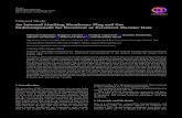 AnInternalLimitingMembranePlugandGas ...downloads.hindawi.com/journals/joph/2019/6051724.pdf · ClinicalStudy AnInternalLimitingMembranePlugandGas EndotamponadeforRecurrentorPersistentMacularHole