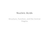 Nucleic Acids - WordPress.com · Nucleotides and Nucleic Acids Nucleotides have major metabolic roles and are building blocks of nucleic acids Two kinds of nucleic acids, DNA and