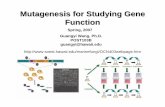 Mutagenesis for Studying Gene Function · 2007-02-27 · Mutagenesis for Studying Gene Function Guangyi Wang, Ph.D. POST103B guangyi@hawaii.edu ... – Understanding the function