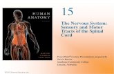 The Nervous System: Tracts of the Spinal Cord and Motor Tracks … · Figure 15.5 The Corticospinal Tracts and Other Descending Motor Tracts in the Spinal Cord KEY Axon of upper-