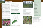 Pitch Pine Bog - Maine.govPitch pine is the dominant tree in these sparsely forested peatlands. The shrub layer likewise indicates the more southerly affinities of this type, with