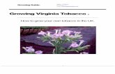 Growing Virginia Tobacco - WebbySoftware · Growing Guide. How to grow Virginia Tobacco in the United Kingdom. Growing Pains (Pests and Disease). Several pests can be problems for