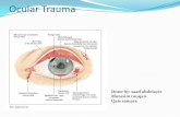Ocular TraumaBlunt trauma blunt impact may damage the structures at the front of the eye (the eyelid, conjunctiva, sclera, cornea, iris, and lens) and those at the back of the eye