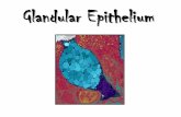 Glandular Epithelium - Doctor 2017 - JU Medicine · 2018-08-11 · Glandular epithelial cells may synthesize, store, and secrete: • Proteins (e.g; ... Unicellular gland -Goblet