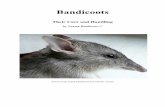 Bandicoots - Their Care and Handling · 2018-10-06 · Bandicoots Their Care and Handling ... have managed to adapt to suburbia by changing their eating habits even further, to include