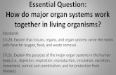 Essential Question: How do major organ systems work ... · Respiratory & Circulatory Activity –Have students record their at rest pulse. Then have students do jumping jacks beside